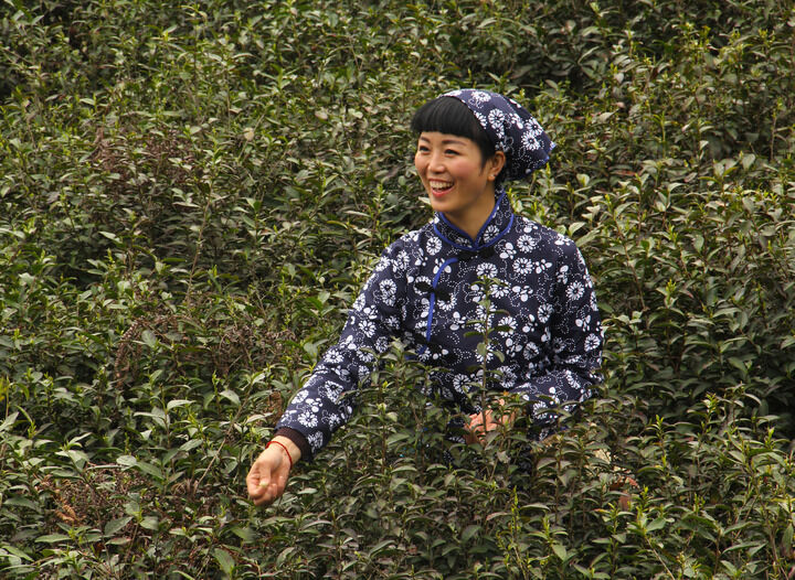 古风牡丹合集